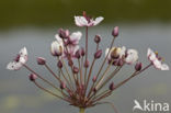 Zwanenbloem (Butomus umbellatus)