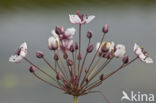 Zwanenbloem (Butomus umbellatus)