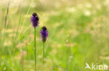 Zwartblauwe rapunzel (Phyteuma spicatum ssp.nigrum)