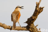 Black-crowned Tchagra (Tchagra senegalus)