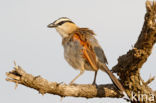 Black-crowned Tchagra (Tchagra senegalus)