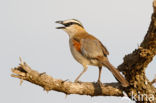 Black-crowned Tchagra (Tchagra senegalus)