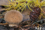 Zwartwordende stuifzwam (Lycoperdon foetidum)