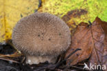 Dark Puffball (Lycoperdon foetidum)