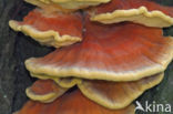 Zwavelzwam (Laetiporus sulphureus)