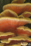 Zwavelzwam (Laetiporus sulphureus)