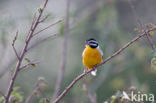 Golden-breasted bunting (Emberiza flaviventris)