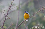 Acaciagors (Emberiza flaviventris)