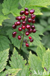 Red baneberry (Actaea rubra)