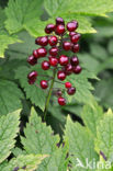 Actaea rubra