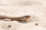 Common Viper (Vipera berus)