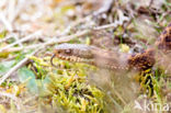 Common Viper (Vipera berus)