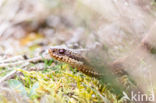 Common Viper (Vipera berus)