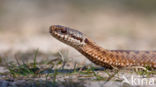 Common Viper (Vipera berus)