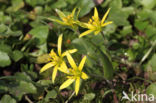 Field Star-of-Bethlehem (Gagea villosa)