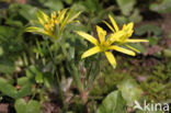 Field Star-of-Bethlehem (Gagea villosa)