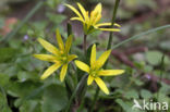 Field Star-of-Bethlehem (Gagea villosa)