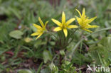 Akkergeelster (Gagea villosa)