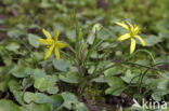 Field Star-of-Bethlehem (Gagea villosa)