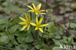 Field Star-of-Bethlehem (Gagea villosa)