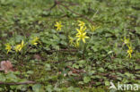 Akkergeelster (Gagea villosa)