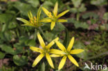 Field Star-of-Bethlehem (Gagea villosa)
