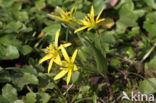 Field Star-of-Bethlehem (Gagea villosa)