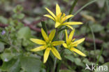 Field Star-of-Bethlehem (Gagea villosa)