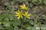 Field Star-of-Bethlehem (Gagea villosa)