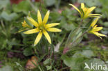 Akkergeelster (Gagea villosa)