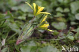 Field Star-of-Bethlehem (Gagea villosa)