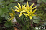 Field Star-of-Bethlehem (Gagea villosa)