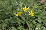 Field Star-of-Bethlehem (Gagea villosa)