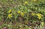 Akkergeelster (Gagea villosa)