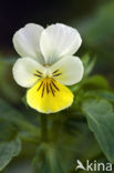 Akkerviooltje (Viola arvensis)