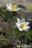 Alpenanemoon (Pulsatilla alpina)