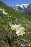 Alpenanemoon (Pulsatilla alpina)