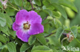 Alpenhaagroos (Rosa pendulina)