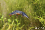 Alpine Newt (Ichthyosaura alpestris)