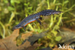 Alpine Newt (Ichthyosaura alpestris)