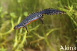 Alpine Newt (Ichthyosaura alpestris)