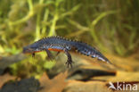 Alpine Newt (Ichthyosaura alpestris)