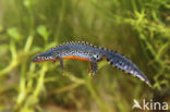 Alpine Newt (Ichthyosaura alpestris)