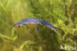 Alpine Newt (Ichthyosaura alpestris)