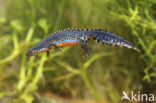 Alpine Newt (Ichthyosaura alpestris)