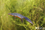 Alpine Newt (Ichthyosaura alpestris)