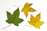 sweetgum (Liquidambar styraciflua)