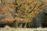 Red Oak (Quercus rubra)