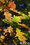 Red Oak (Quercus rubra)