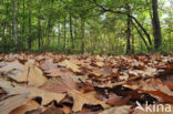 Red Oak (Quercus rubra)